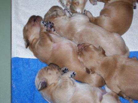 GOLDEN-B-BEAR Kennels, Golden Retrievers - Plymouth, New Hampshire