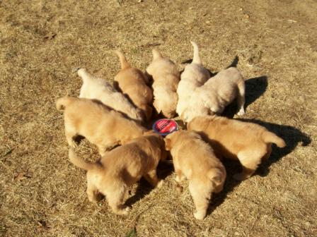 GOLDEN-B-BEAR Kennels, Golden Retrievers - Plymouth, New Hampshire