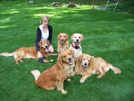 GOLDEN-B-BEAR Kennels, Golden Retrievers - Plymouth, New ...