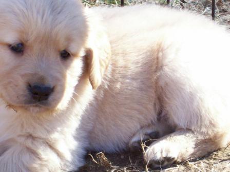 GOLDEN-B-BEAR Kennels, Golden Retrievers - Plymouth, New Hampshire