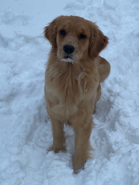 GOLDEN-B-BEAR Kennels, Golden Retrievers - Plymouth, New Hampshire